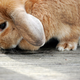 Illustration for article titled Shooting Challenge Pets Gallery 6